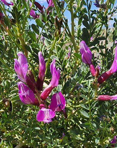 Astragalus preussii, photographed by Lyrae