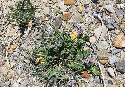 Strigosella africana, photographed by Lyrae