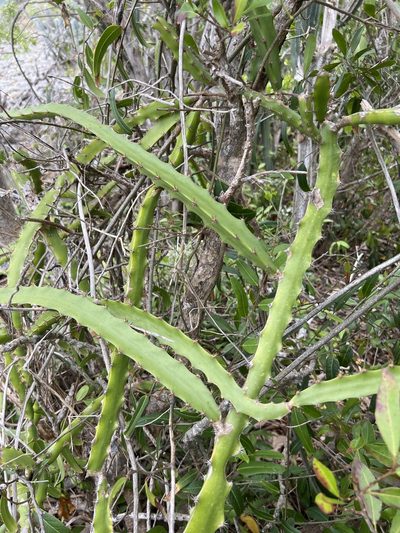 Selenicereus triangularis, photographed by Alan Weakley