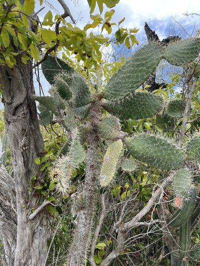 Consolea rubescens, photographed by Alan Weakley