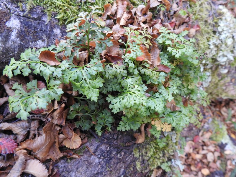 Asplenium dareoides, photographed by María Regina Silva