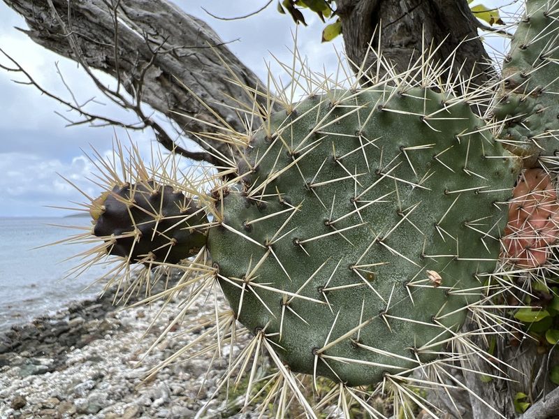 Consolea rubescens, photographed by Alan Weakley