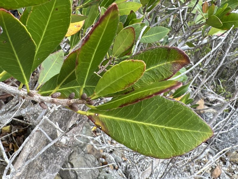 Gymnanthes lucida, photographed by Alan Weakley