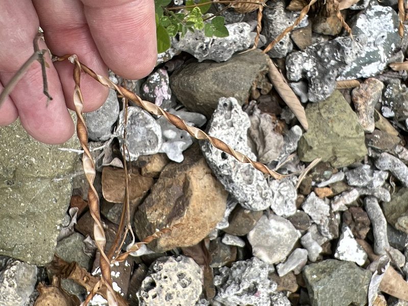 Centrosema pubescens, photographed by Alan Weakley