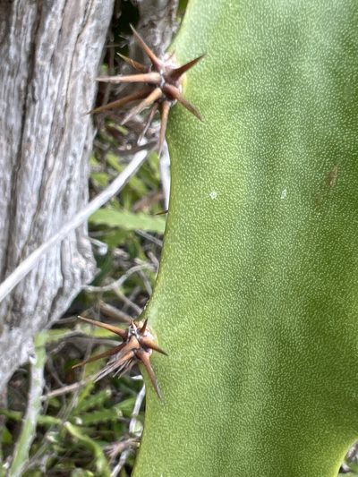 Selenicereus triangularis, photographed by Alan Weakley