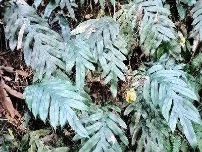 Austroblechnum colensoi