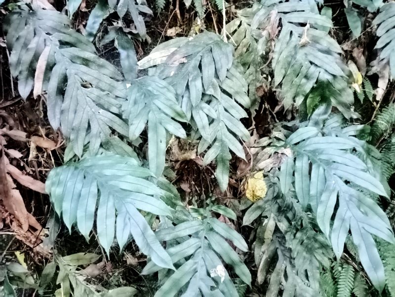 Austroblechnum colensoi, photographed by John Barkla