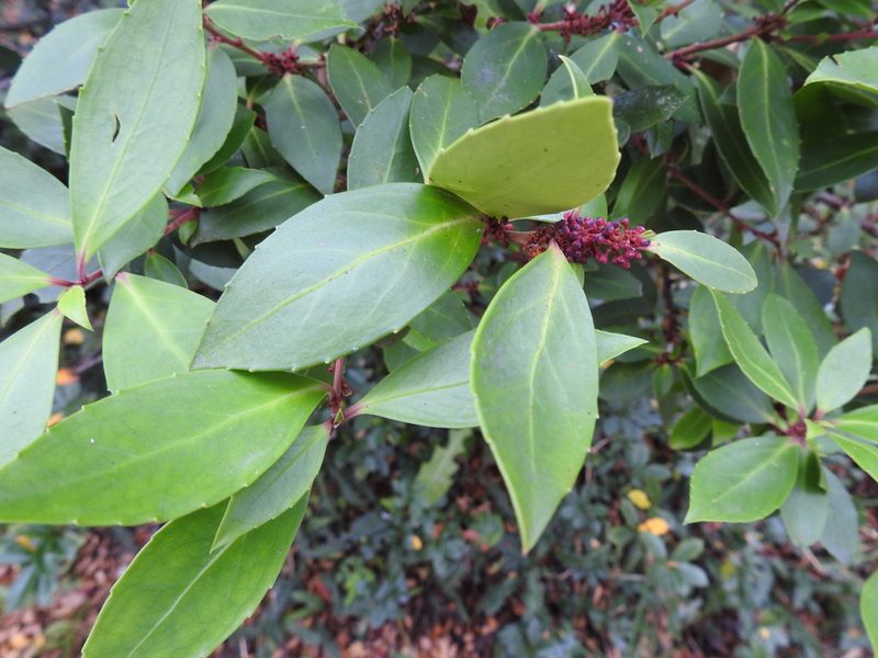 Maytenus magellanica, photographed by María Regina Silva