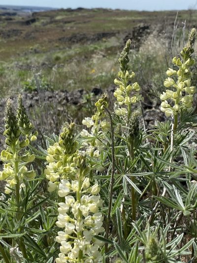 Lupinus sulphureus, photographed by Dwight Kingsbury