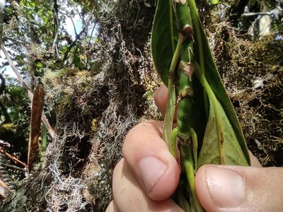 Gaertnera vaginata, photographed by Augustin Soulard