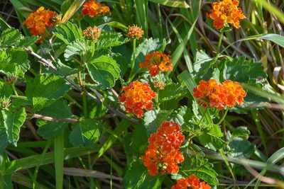 Lantana urticoides, photographed by Jay Pruett