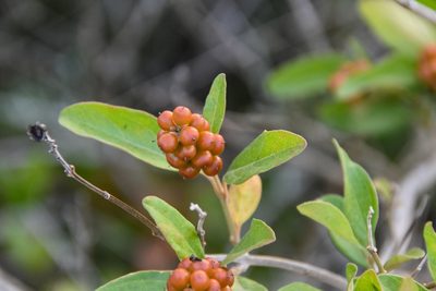 Citharexylum berlandieri, photographed by Jay Pruett