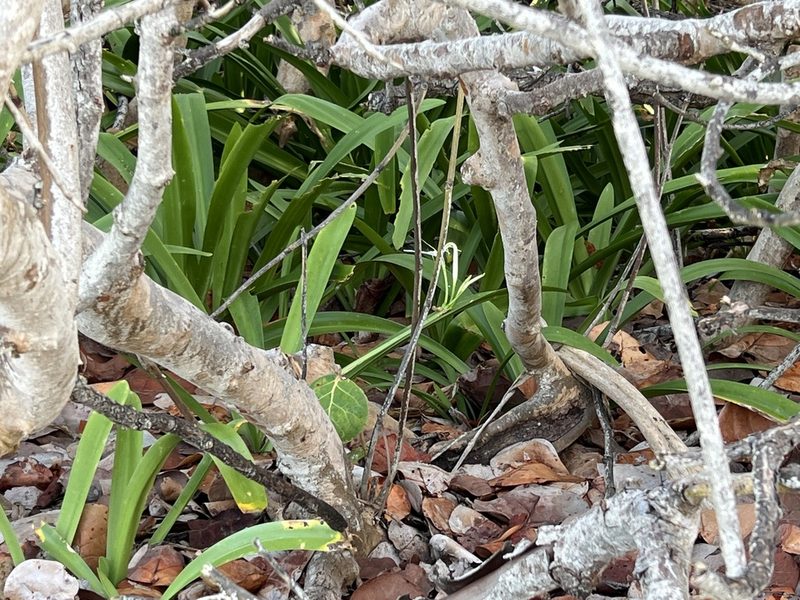 Hymenocallis latifolia, photographed by Alan Weakley