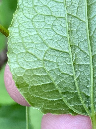 Smilax pulverulenta, photographed by Emily Summerbell