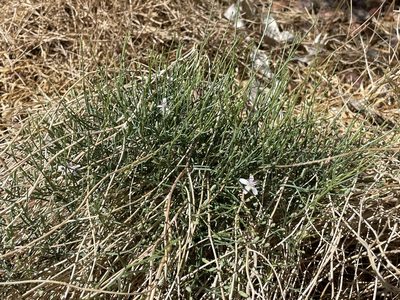 Stephanomeria pauciflora, photographed by Bobby McCabe