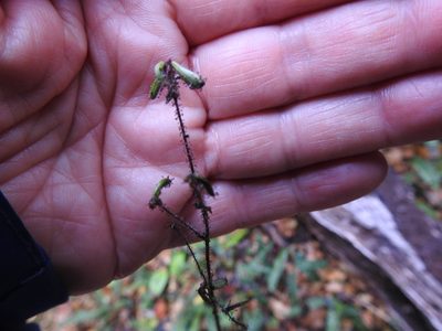 Adenocaulon chilense