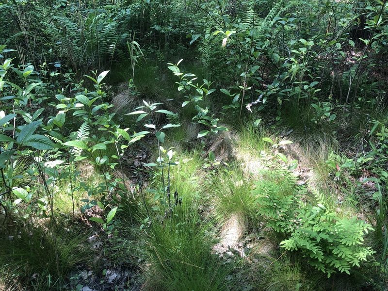 Eleocharis tortilis, photographed by John Kees