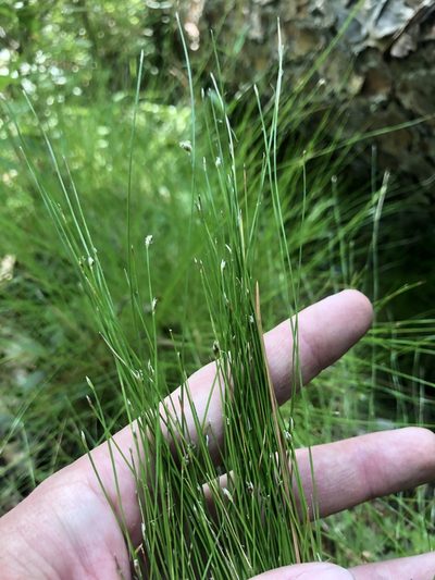 Eleocharis tortilis, photographed by John Kees