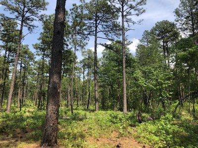 Pinus palustris, photographed by John Kees