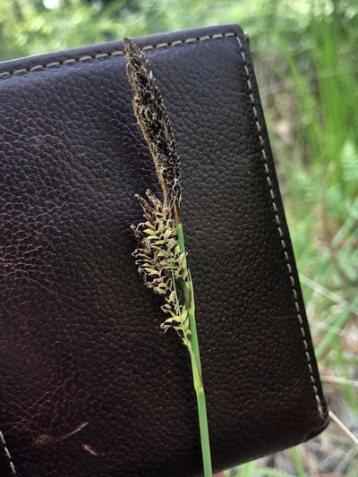 Carex barrattii, photographed by John Kees