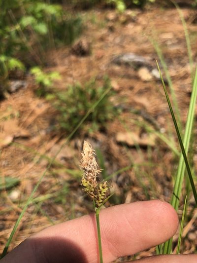 Carex vestita, photographed by John Kees