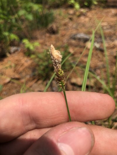 Carex vestita, photographed by John Kees