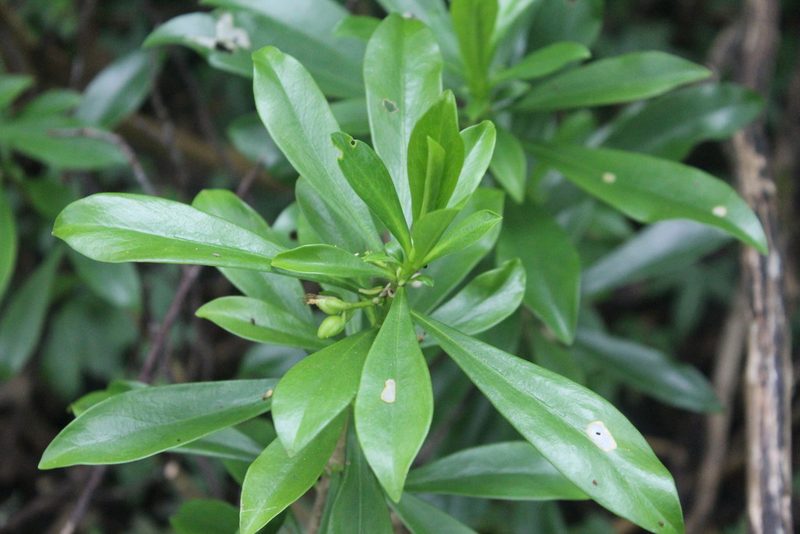 Daphne laureola, photographed by Michelle Norcéide