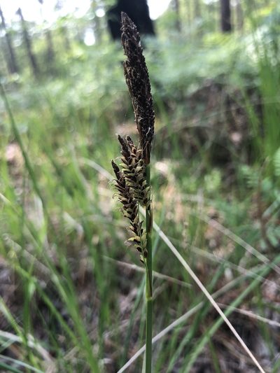 Carex barrattii, photographed by John Kees
