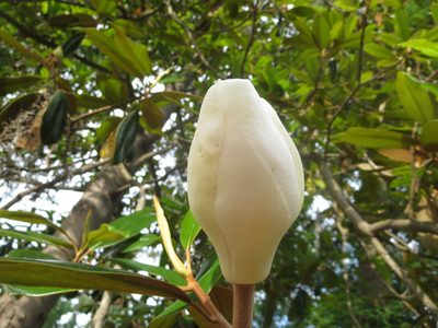 Magnolia grandiflora, photographed by Nonbinary-Naturalist
