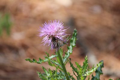 Cirsium repandum, photographed by Ashwin Srinivasan