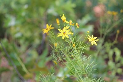 Coreopsis verticillata, photographed by Ashwin Srinivasan