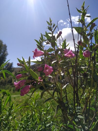 Agalinis brevifolia, photographed by Mariela Nicole Crespo Carrazana