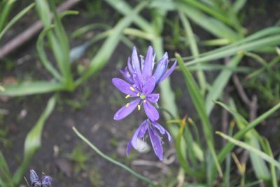 Camassia leichtlinii, photographed by Michelle Norcéide