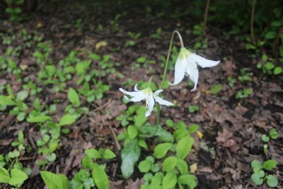 Erythronium oregonum, photographed by Michelle Norcéide