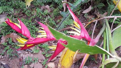Heliconia farinosa, photographed by alessandradalia