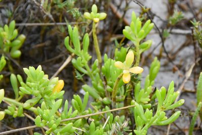 Batis maritima, photographed by Jay Pruett