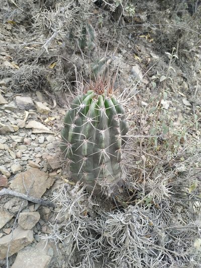Lobivia bridgesii, photographed by Mariela Nicole Crespo Carrazana