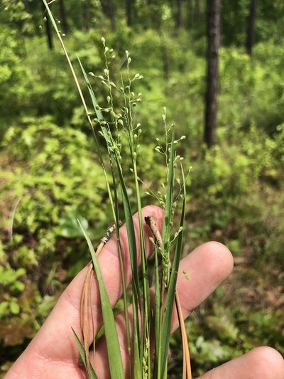 Dichanthelium angustifolium, photographed by John Kees
