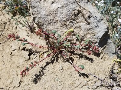 Cistanthe monandra, photographed by erinfrog