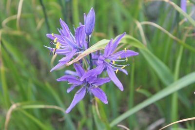 Camassia leichtlinii, photographed by Michelle Norcéide