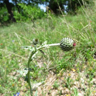 Cirsium texanum, photographed by Annika Lindqvist