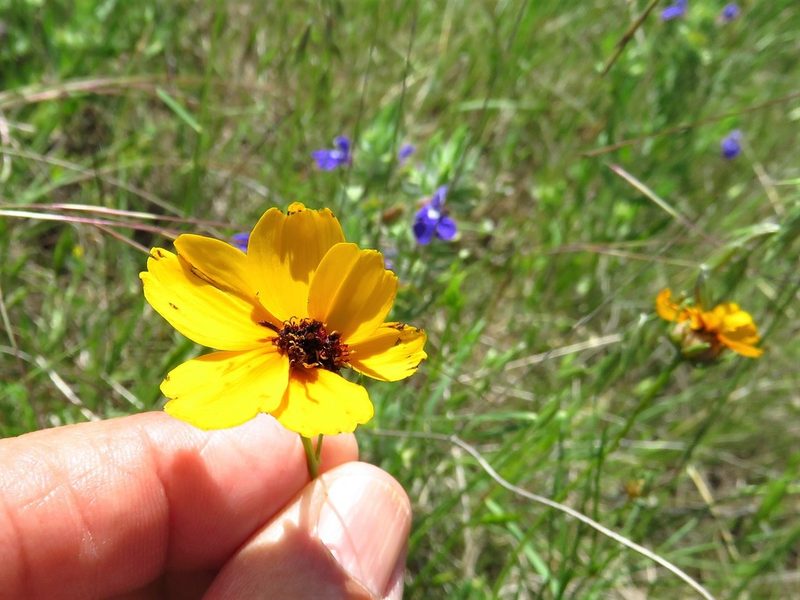 Thelesperma filifolium, photographed by Annika Lindqvist