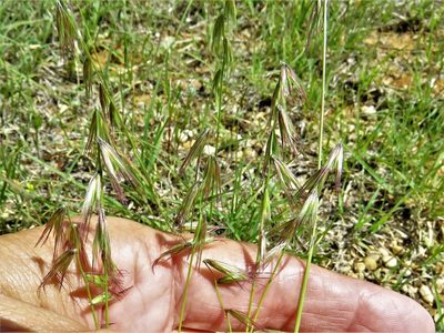 Bouteloua rigidiseta, photographed by Annika Lindqvist