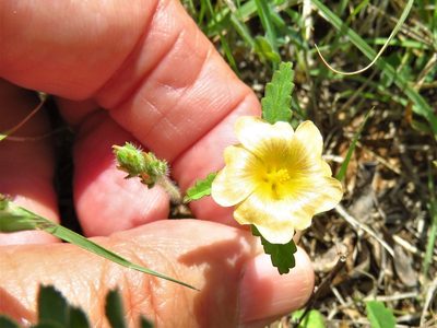 Sida abutilifolia, photographed by Annika Lindqvist