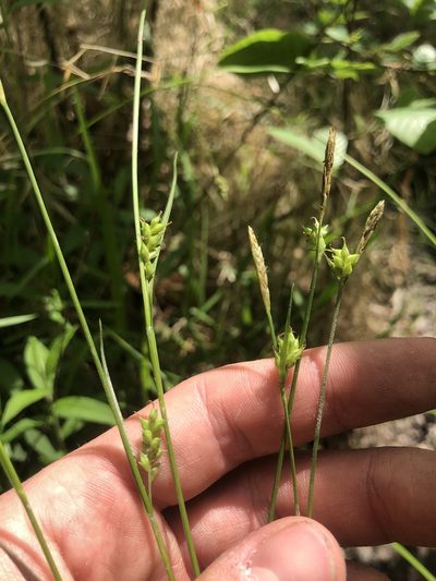 Carex styloflexa, photographed by John Kees