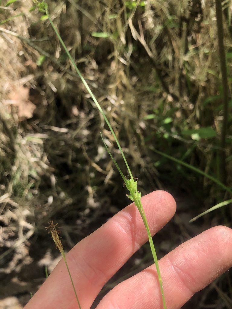 Carex styloflexa, photographed by John Kees