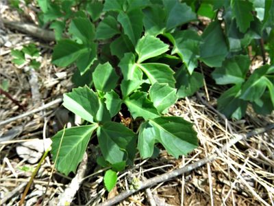 Cissus trifoliata, photographed by Annika Lindqvist