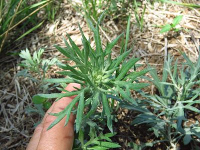 Artemisia ludoviciana, photographed by Annika Lindqvist