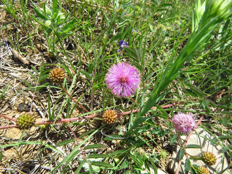 Mimosa quadrivalvis, photographed by Annika Lindqvist