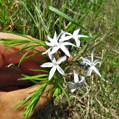 Amsonia ciliata, photographed by Annika Lindqvist